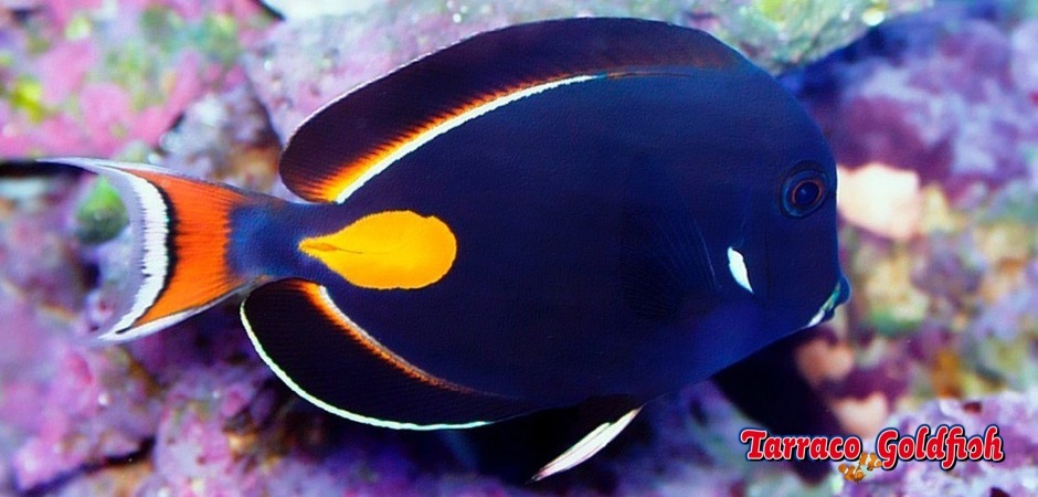 http://www.tarracogoldfish.com/wp-content/uploads/2011/03/Acanthurus-Achilles-3.jpg