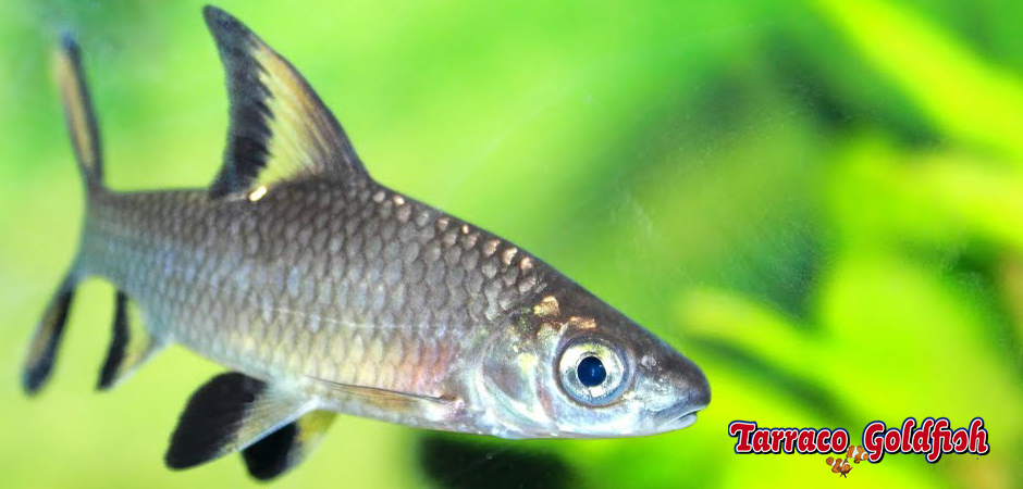http://www.tarracogoldfish.com/wp-content/uploads/2011/03/Balantiocheilus-melanopterus-3-TarracoGoldfish.jpg