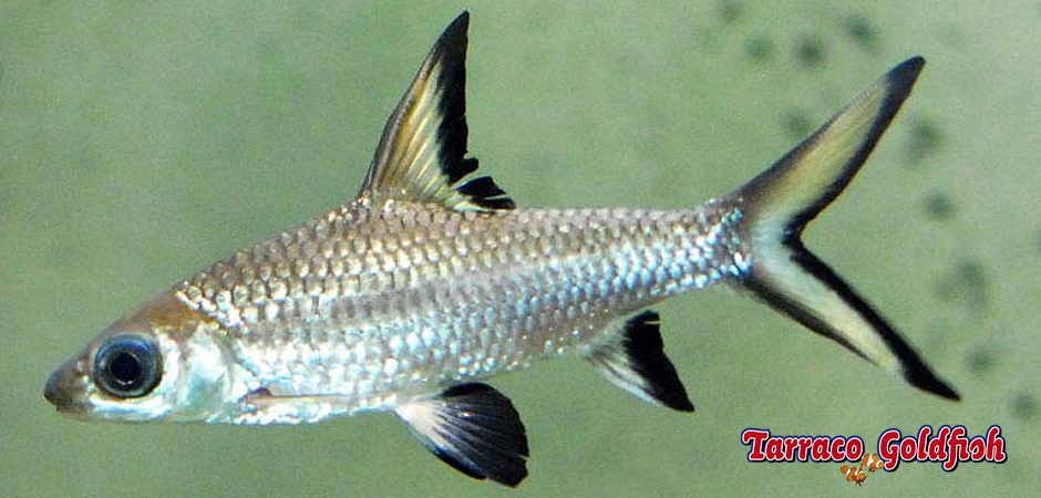 http://www.tarracogoldfish.com/wp-content/uploads/2011/03/Balantiocheilus-melanopterus-4-TarracoGoldfish.jpg