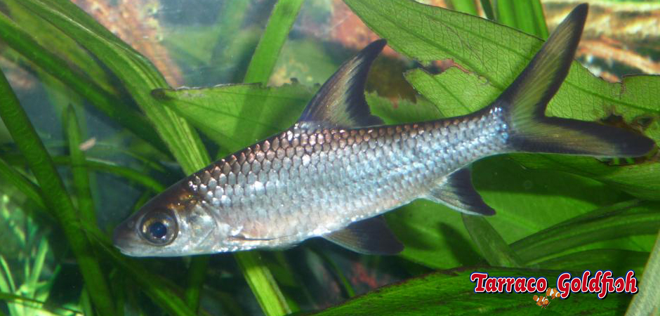 http://www.tarracogoldfish.com/wp-content/uploads/2011/03/Balantiocheilus-melanopterus-TarracoGoldfish.jpg