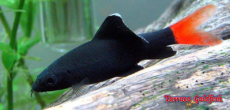 http://www.tarracogoldfish.com/wp-content/uploads/2011/03/Epalzeorhynchus-bicolor-4-TarracoGoldfish.jpg