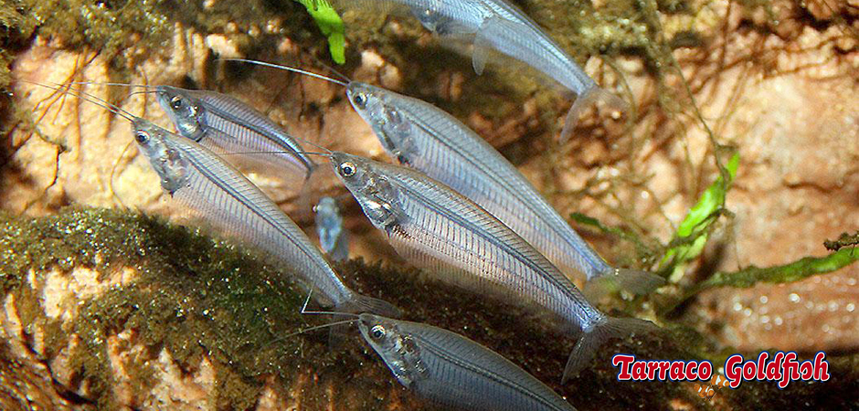 http://www.tarracogoldfish.com/wp-content/uploads/2011/03/Kryptopterus-bicirrhis-2-Tarraco-Goldfish.jpg