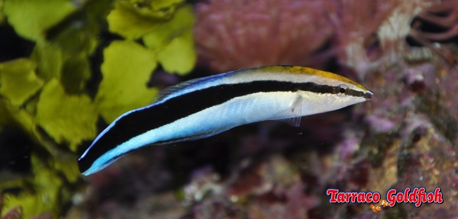 http://www.tarracogoldfish.com/wp-content/uploads/2011/03/Labroides-dimidiatus.jpg