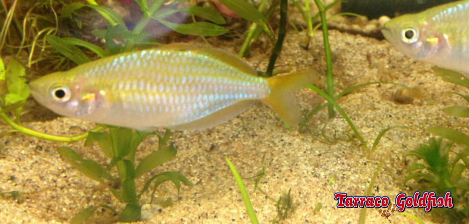 http://www.tarracogoldfish.com/wp-content/uploads/2011/03/Melanotaenia-Fluviatilis-0-TarracoGoldfish.jpg