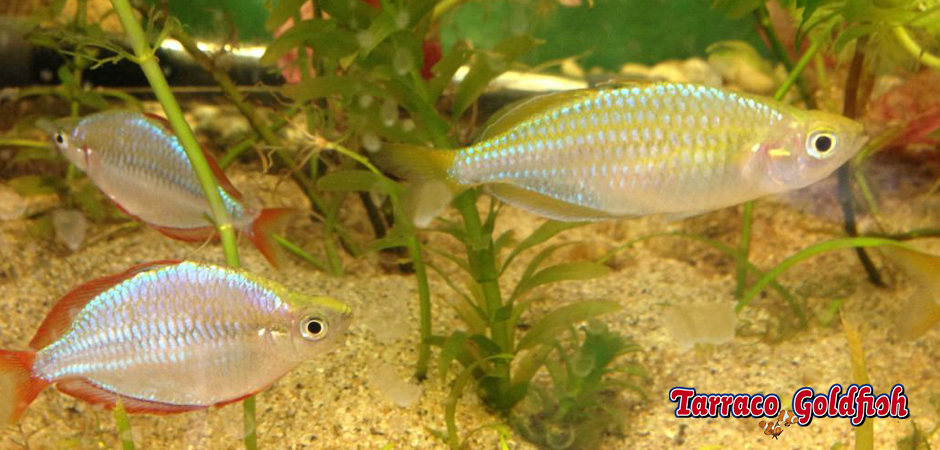 http://www.tarracogoldfish.com/wp-content/uploads/2011/03/Melanotaenia-Fluviatilis-Tarraco-Goldfish.jpg