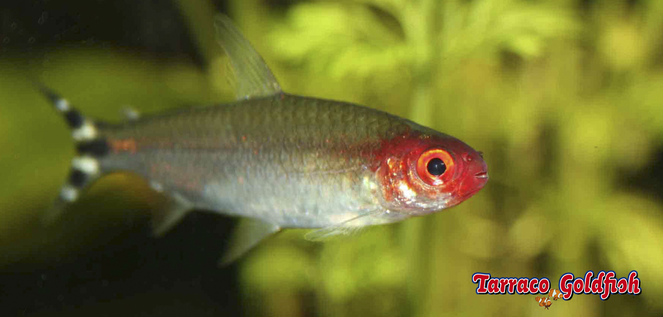 http://www.tarracogoldfish.com/wp-content/uploads/2012/05/Hemigrammus-rhodostomus-2-Tarraco-Goldfish.jpg