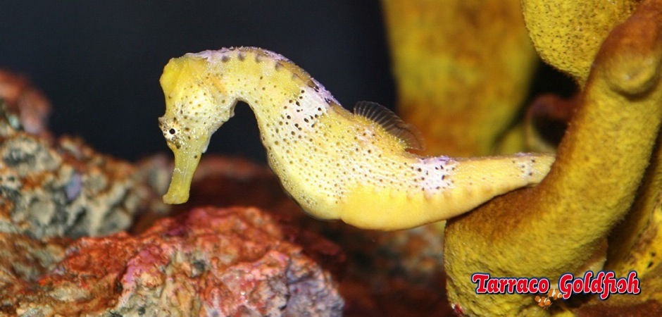 http://www.tarracogoldfish.com/wp-content/uploads/2012/07/Hippocampus-reidi-2.jpg