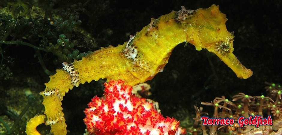 http://www.tarracogoldfish.com/wp-content/uploads/2012/07/Hippocampus-reidi-3.jpg