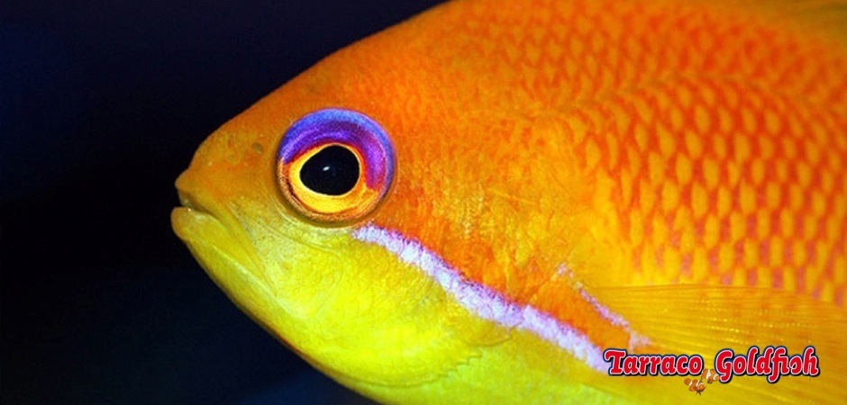 http://www.tarracogoldfish.com/wp-content/uploads/2012/07/Pseudanthias-Squamipinnis-0.jpg