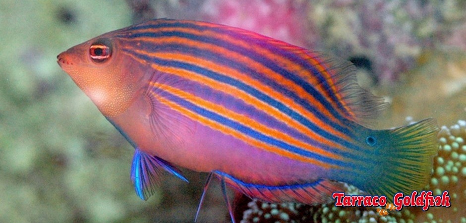http://www.tarracogoldfish.com/wp-content/uploads/2012/07/Pseudocheilinus-hexataenia-1.jpg