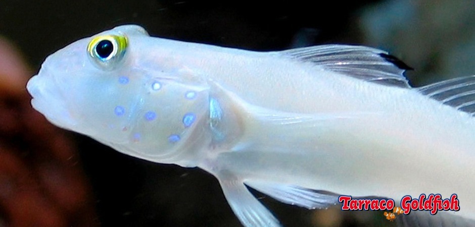 http://www.tarracogoldfish.com/wp-content/uploads/2012/07/Valenciannea-Sexguttata-1.jpg