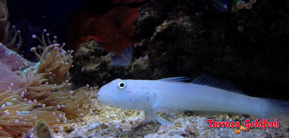 http://www.tarracogoldfish.com/wp-content/uploads/2012/07/Valenciannea-Sexguttata-2.jpg