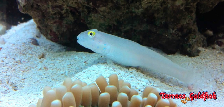 http://www.tarracogoldfish.com/wp-content/uploads/2012/07/Valenciannea-Sexguttata-3.jpg