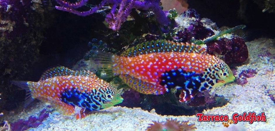 http://www.tarracogoldfish.com/wp-content/uploads/2012/08/Macropharyngodon-bipartitus-22.jpg