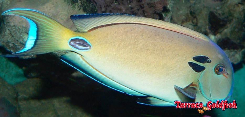 http://www.tarracogoldfish.com/wp-content/uploads/2013/07/Acanthurus-Tennentii.jpg