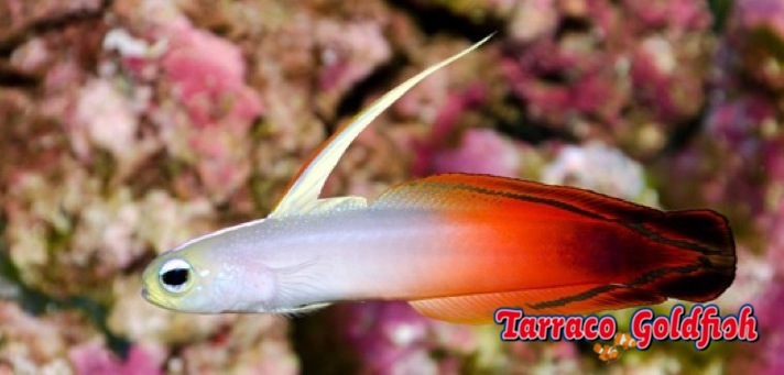 http://www.tarracogoldfish.com/wp-content/uploads/2013/08/Nemateleotris-Magnifica-0.jpg