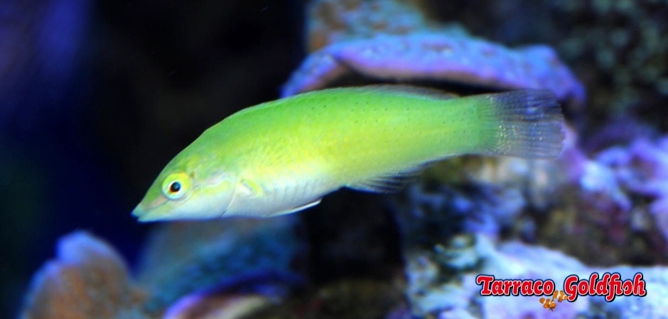 http://www.tarracogoldfish.com/wp-content/uploads/2013/09/Halichoeres-chloropterus1.jpg