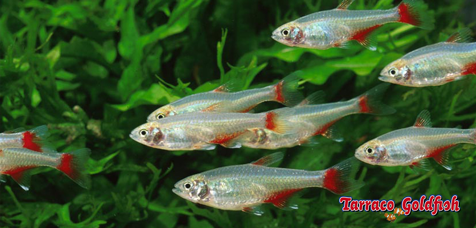 http://www.tarracogoldfish.com/wp-content/uploads/2014/02/Aphyocharax-anisitsi-1-TarracoGoldfish.jpg