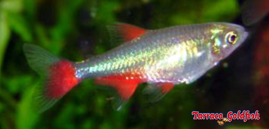 http://www.tarracogoldfish.com/wp-content/uploads/2014/02/Aphyocharax-anisitsi-2-TarracoGoldfish.jpg