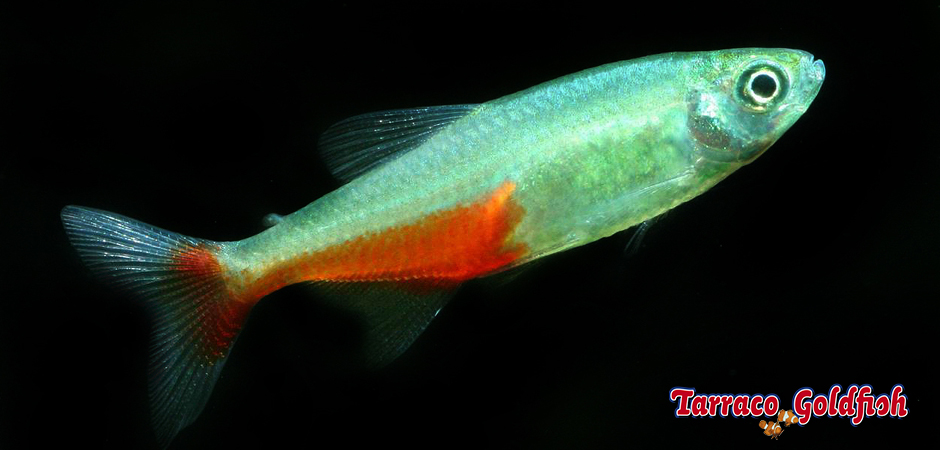 http://www.tarracogoldfish.com/wp-content/uploads/2014/02/Aphyocharax-rathbuni-TarracoGoldfish.jpg