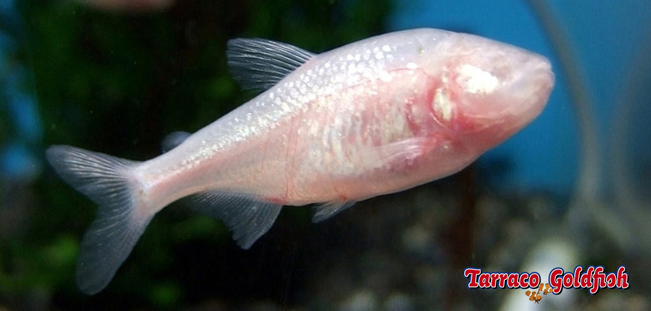 http://www.tarracogoldfish.com/wp-content/uploads/2014/02/Astyanax-jordani-2-TarracoGoldfish.jpg