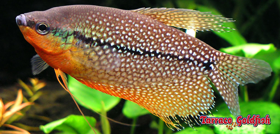 http://www.tarracogoldfish.com/wp-content/uploads/2014/02/TRICHOGASTER-LEERI-3-TarracoGoldfish.jpg