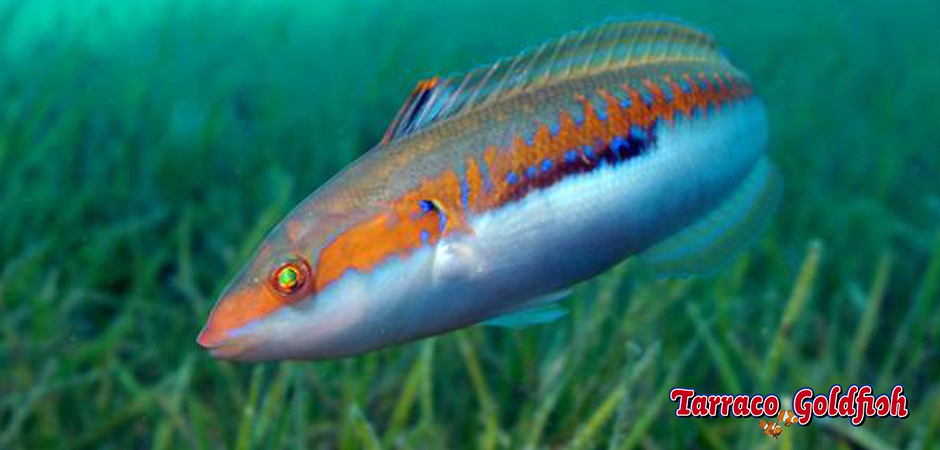 http://www.tarracogoldfish.com/wp-content/uploads/2014/04/Coris-Juli-TarracoGoldfish.jpg