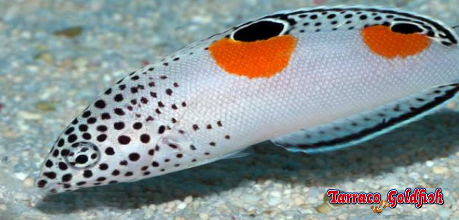 http://www.tarracogoldfish.com/wp-content/uploads/2014/11/Coris-Aygula-TarracoGoldfish3.jpg