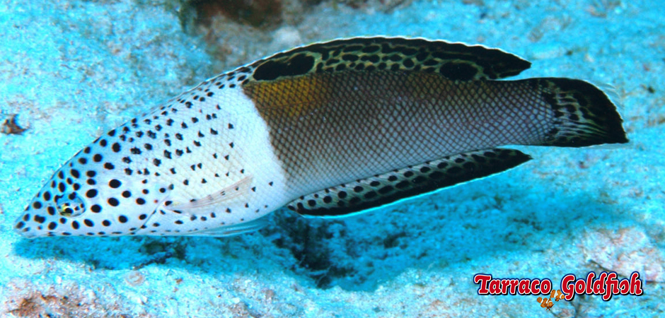 http://www.tarracogoldfish.com/wp-content/uploads/2014/11/Coris-Aygura-TarracoGoldfish2.jpg