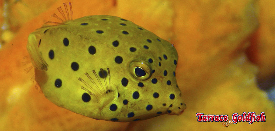 http://www.tarracogoldfish.com/wp-content/uploads/2014/11/Ostracion-Cubicus-TarracoGoldfish1.jpg