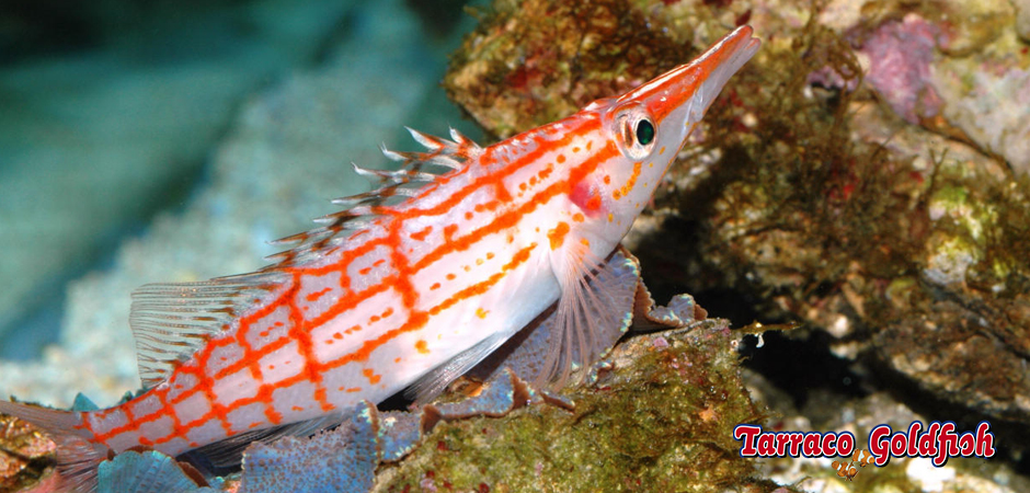 http://www.tarracogoldfish.com/wp-content/uploads/2014/11/Oxycirrhites-typus-TarracoGoldfish3.jpg