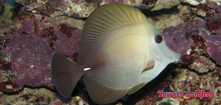 http://www.tarracogoldfish.com/wp-content/uploads/2015/01/Zebrasoma-Scopas-TarracoGoldfish-3.jpg