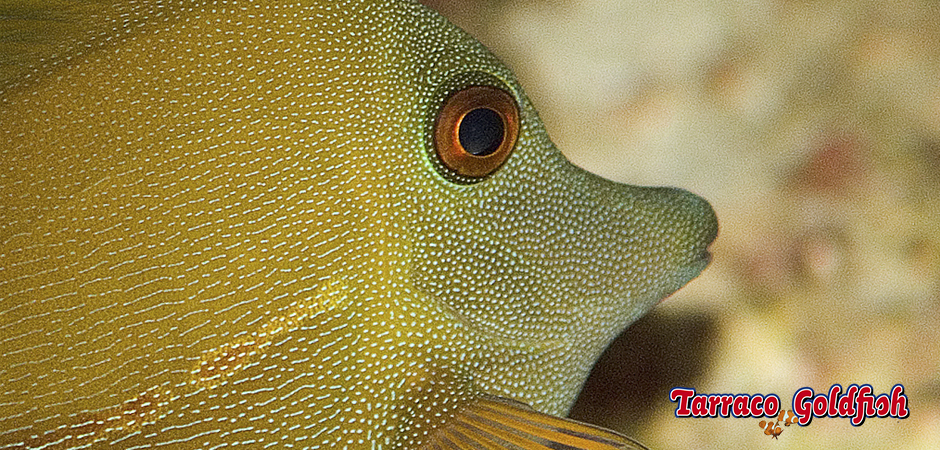 http://www.tarracogoldfish.com/wp-content/uploads/2015/01/Zebrasoma-Scopas-TarracoGoldfish-4.jpg