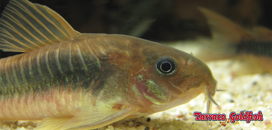 http://www.tarracogoldfish.com/wp-content/uploads/2015/03/Corydoras-aeneus-3-TarracoGoldfish.jpg
