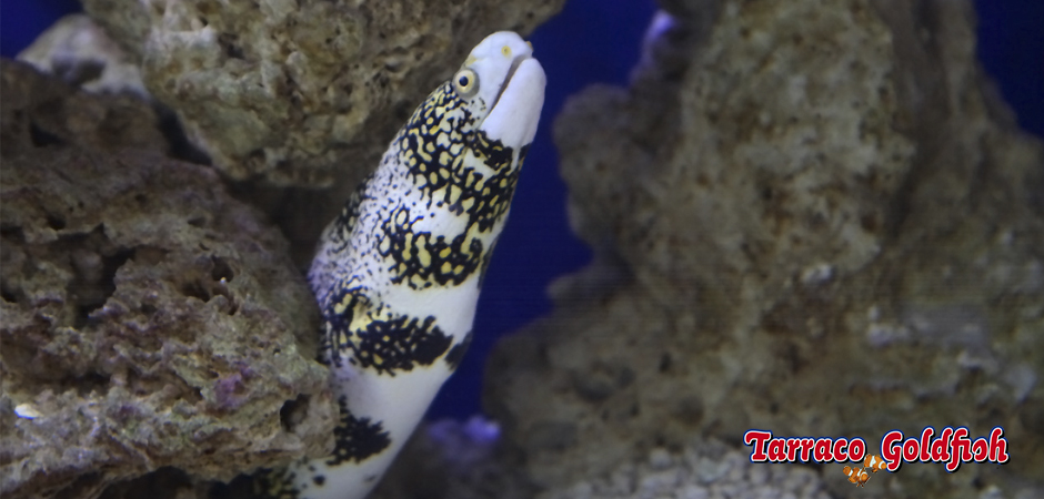 http://www.tarracogoldfish.com/wp-content/uploads/2015/03/Echnida-nebulosa-1-TarracoGoldfish.jpg