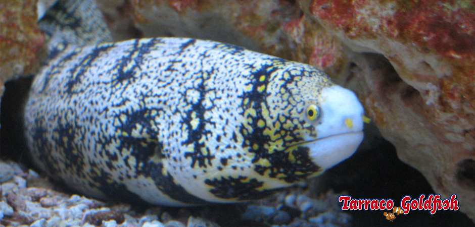 http://www.tarracogoldfish.com/wp-content/uploads/2015/03/Echnida-nebulosa-4-TarracoGoldfish.jpg