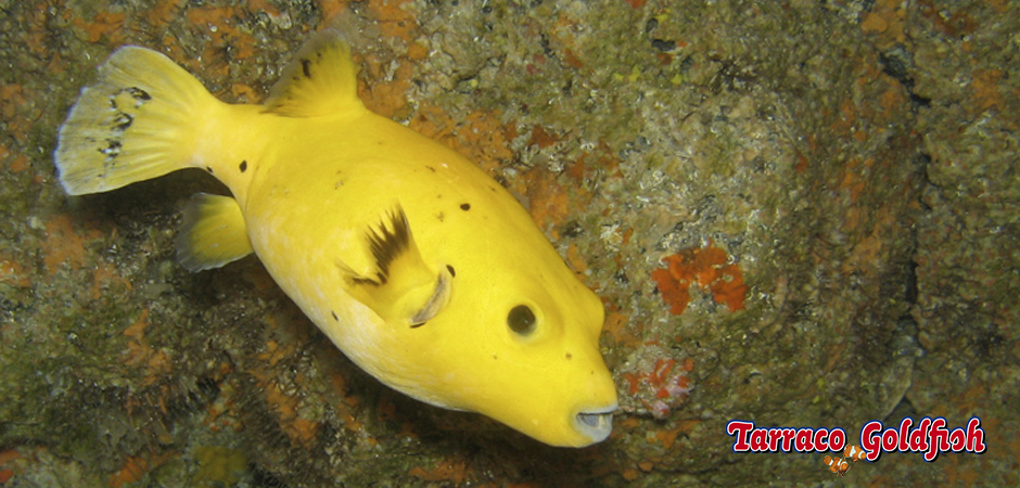 http://www.tarracogoldfish.com/wp-content/uploads/2015/03/arothron-meleagris-3-TarracoGoldfish.jpg
