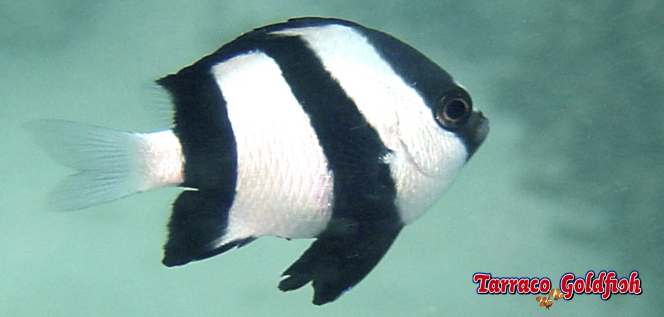 http://www.tarracogoldfish.com/wp-content/uploads/2015/05/dascyllus-aruanus4.jpg