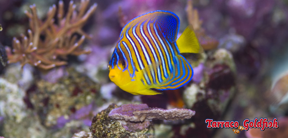 http://www.tarracogoldfish.com/wp-content/uploads/2015/06/Pigoplites-Diacanthus-1-Tarraco-Goldfish.jpg