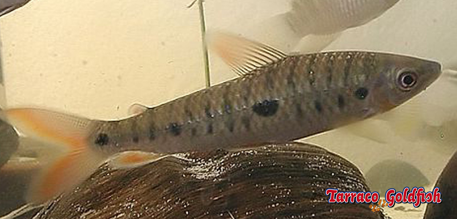 http://www.tarracogoldfish.com/wp-content/uploads/2015/07/Pseudanos-trimaculatus-1.jpg