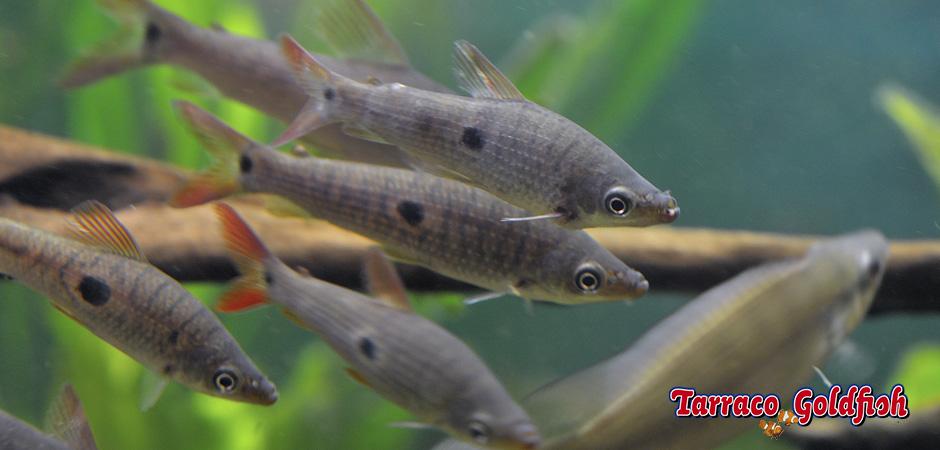 http://www.tarracogoldfish.com/wp-content/uploads/2015/07/Pseudanos-trimaculatus-3.jpg