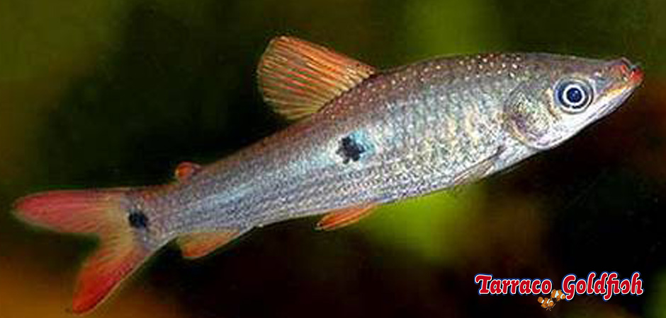 http://www.tarracogoldfish.com/wp-content/uploads/2015/07/Pseudanos-trimaculatus.jpg