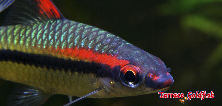 http://www.tarracogoldfish.com/wp-content/uploads/2015/07/Puntius-Denisonii-1.jpg