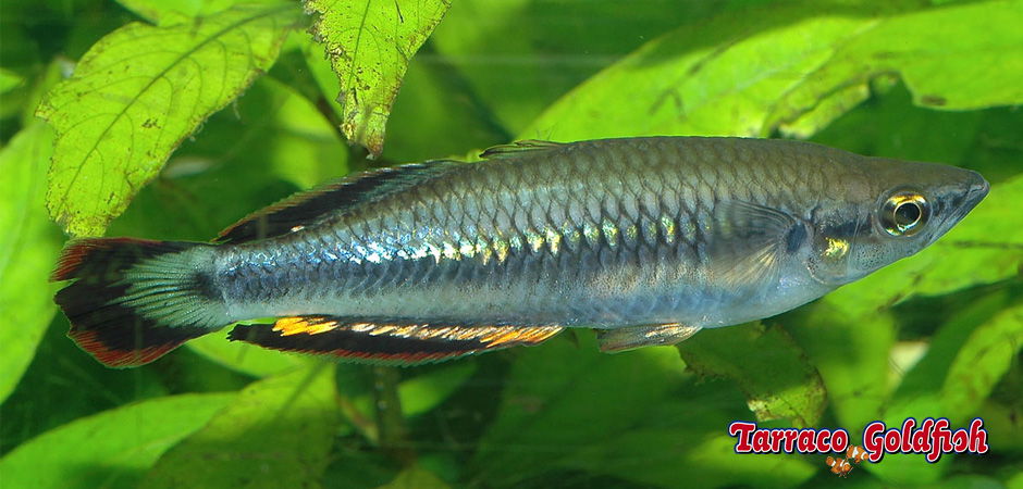 http://www.tarracogoldfish.com/wp-content/uploads/2015/07/bedotia-geayi4.jpg