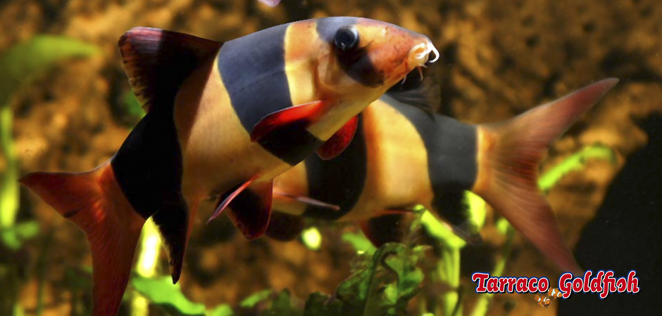 https://www.tarracogoldfish.com/wp-content/uploads/2011/03/Botia-macracantha-2-TarracoGoldfish.jpg