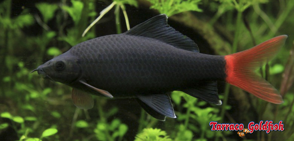 https://www.tarracogoldfish.com/wp-content/uploads/2011/03/Epalzeorhynchus-bicolor-2-TarracoGoldfish.jpg
