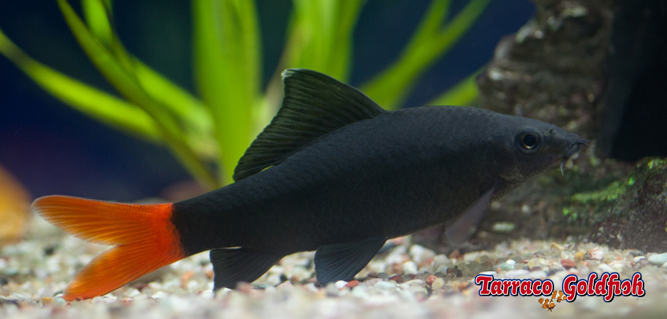 https://www.tarracogoldfish.com/wp-content/uploads/2011/03/Epalzeorhynchus-bicolor-3-TarracoGoldfish.jpg