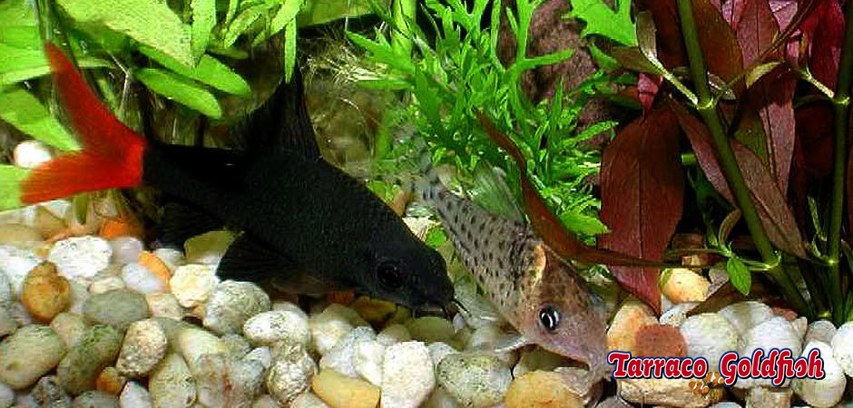 https://www.tarracogoldfish.com/wp-content/uploads/2011/03/Epalzeorhynchus-bicolor-TarracoGoldfish.jpg