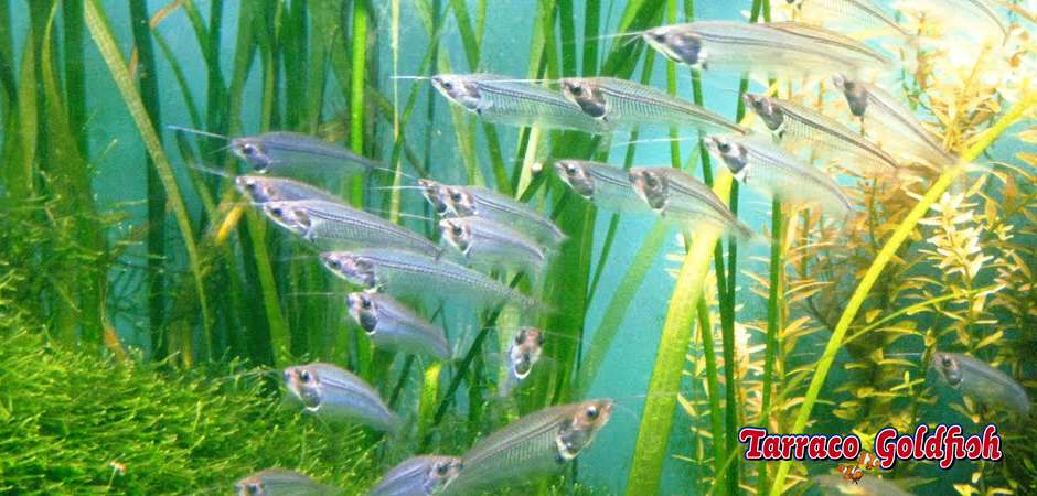 https://www.tarracogoldfish.com/wp-content/uploads/2011/03/Kryptopterus-bicirrhis-5-TarracoGoldfish.jpg