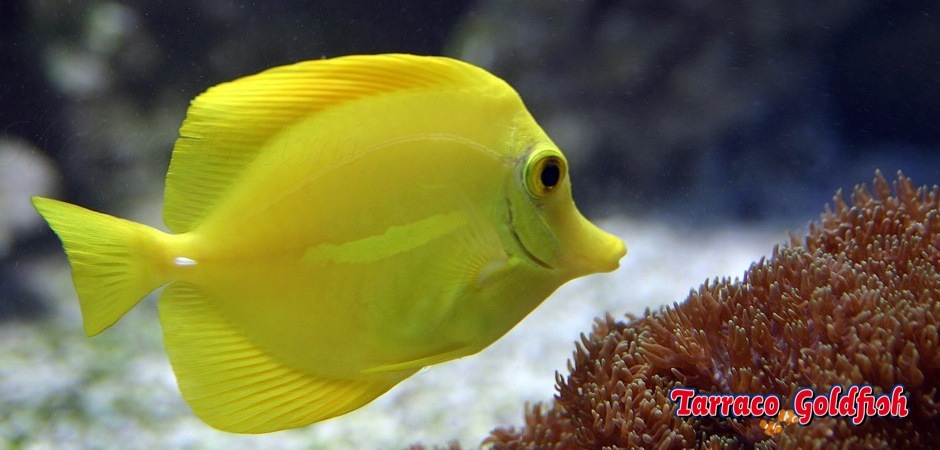 https://www.tarracogoldfish.com/wp-content/uploads/2011/03/Zebrasoma_Flavescens.jpg
